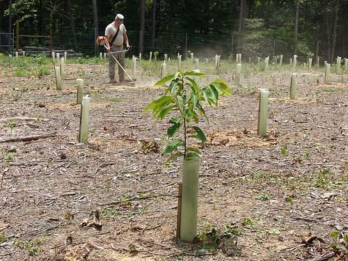 Каштановые деревья: как выглядит и как быстро растет, посадка и уход