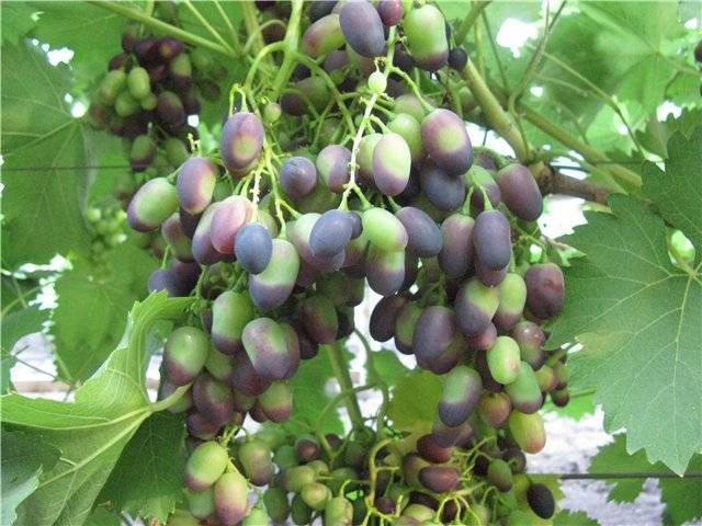Сорт винограда «надежда азос»: описание и фото