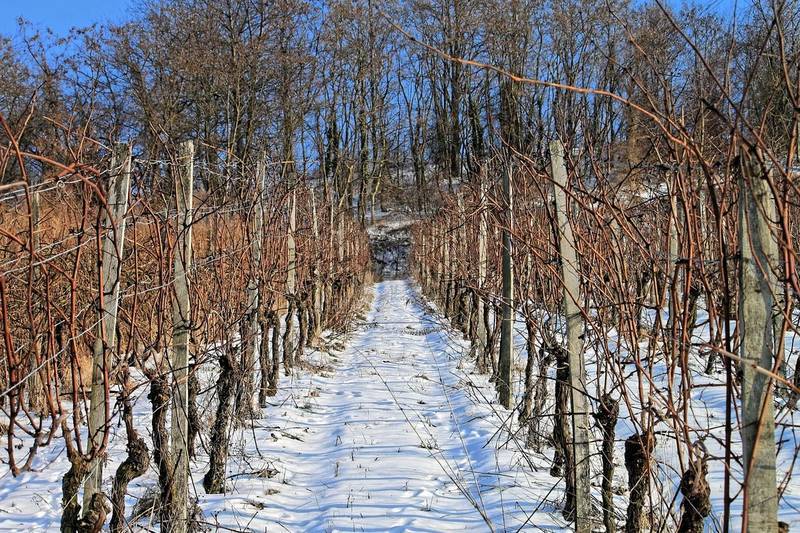Правила укрытия винограда на зиму в средней полосе россии