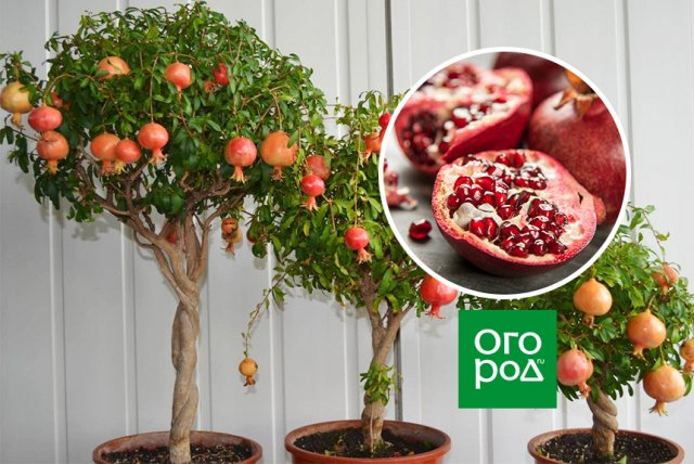 Как вырастить персик из косточки — посадка и уход в домашних условиях и открытом грунте