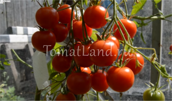Как вырастить томаты черри сорта «вишня красная»