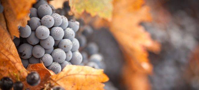 Обрезка винограда осенью и укрытие на зиму