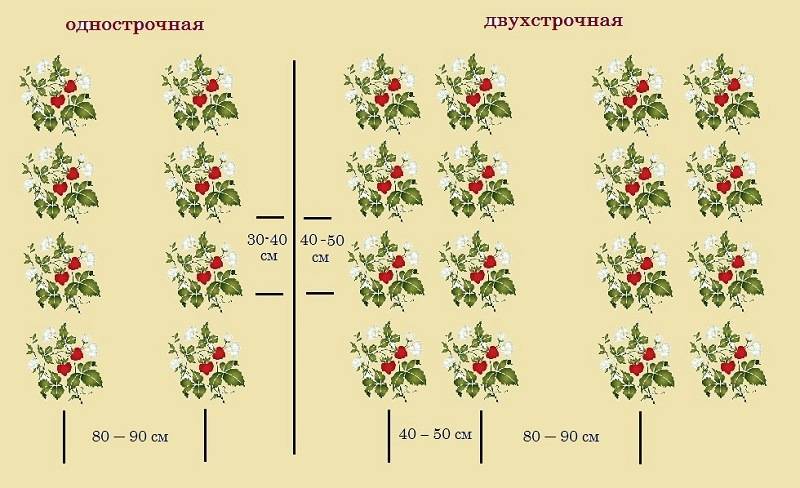 Почва для клубники в домашних условиях