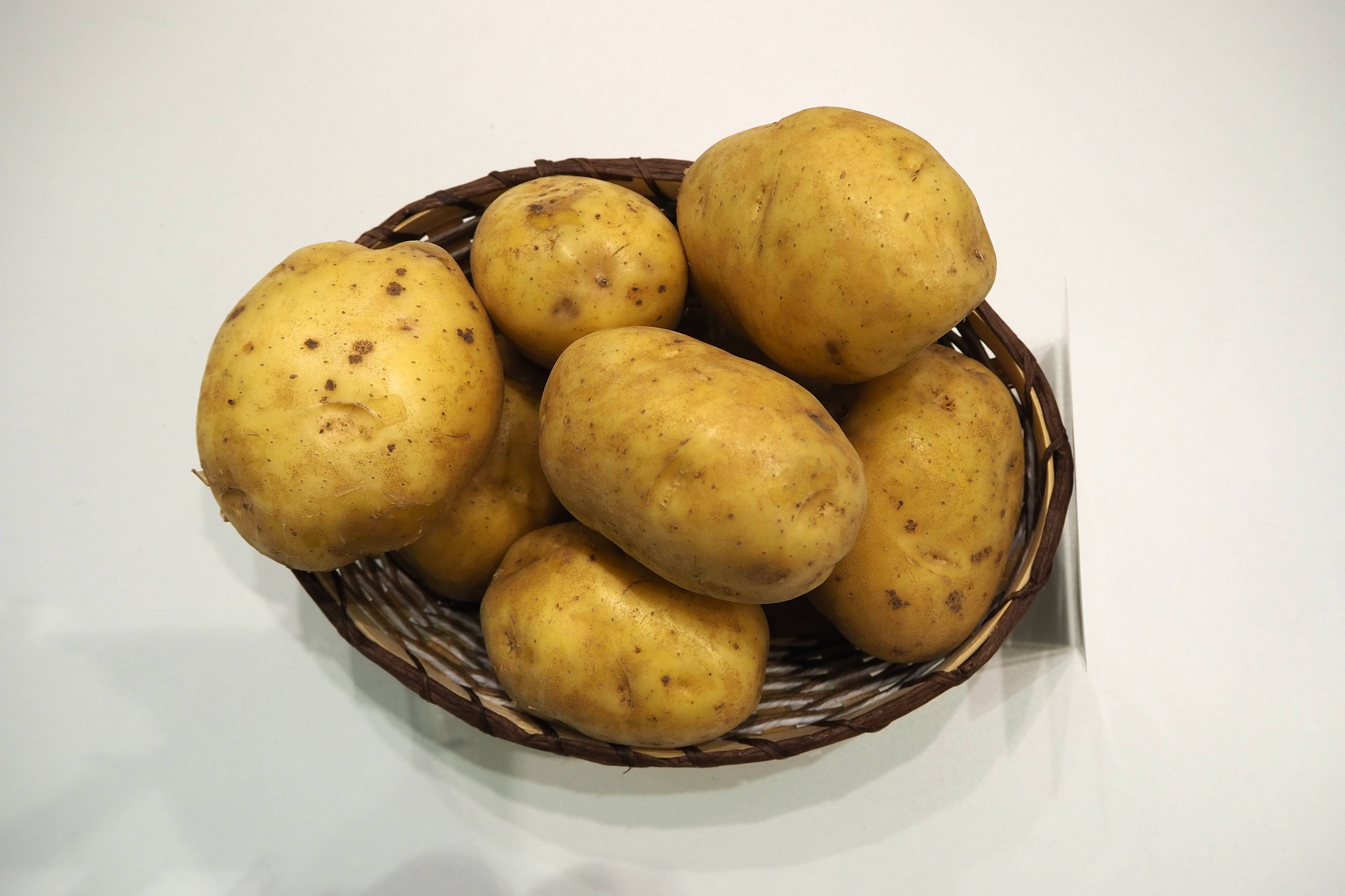 Сорт картофеля «пироль (pirol)» – описание и фото