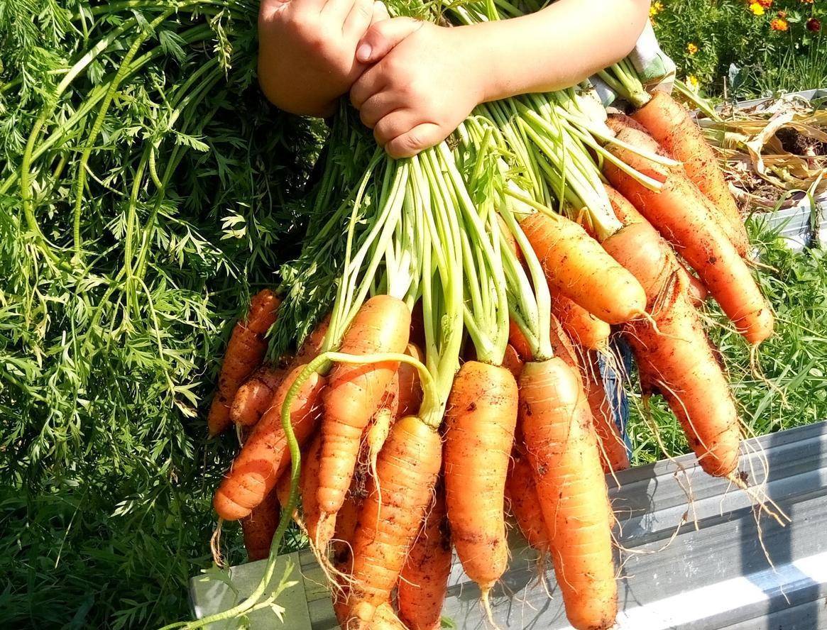 Сорт моркови лакомка: описание, фото, отзывы