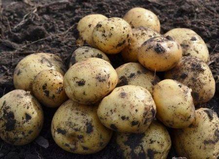 Картофель сорта лидер и мировые лидеры по выращиванию картофеля