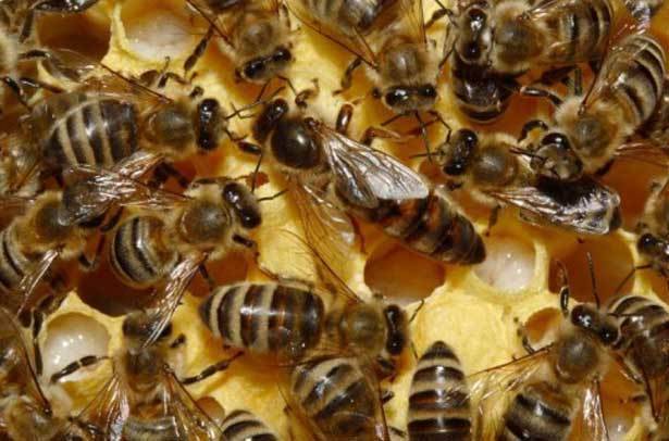 Карпатская порода пчел: характеристика, описание содержания, отзывы