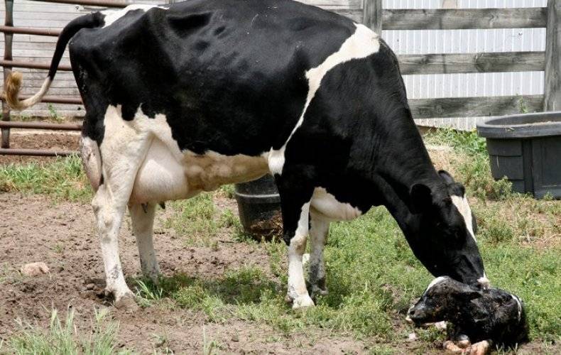 Отел коровы: основные признаки отела, правильная подготовка и прием теленка