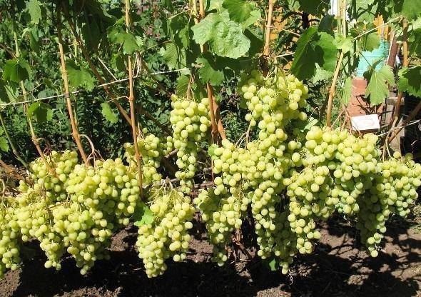 Виноград лора: описание сорта и 8 особенностей агротехники