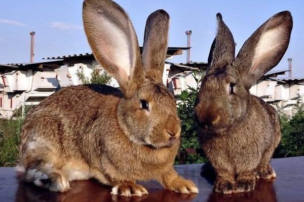 Особенности содержания и разведения кроликов рекс