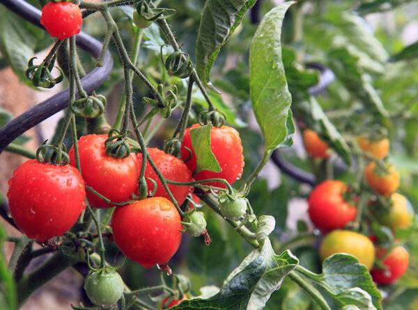 Как бороться с фитофторой на помидорах?