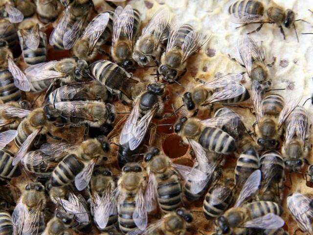 Что такое маточник? как правильно его вырезать и пересадить в новую пчелосемью?