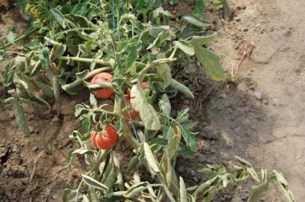 Как бороться с вредителями томатов в теплице