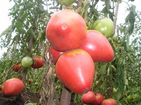 Томат "розовый мед": характеристика и описание крупноплодного сорта помидор, фото созревших плодов, выращивание и борьба с вредителями