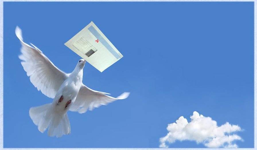 Принципы работы голубиной почты. как почтовые голуби находят адресата