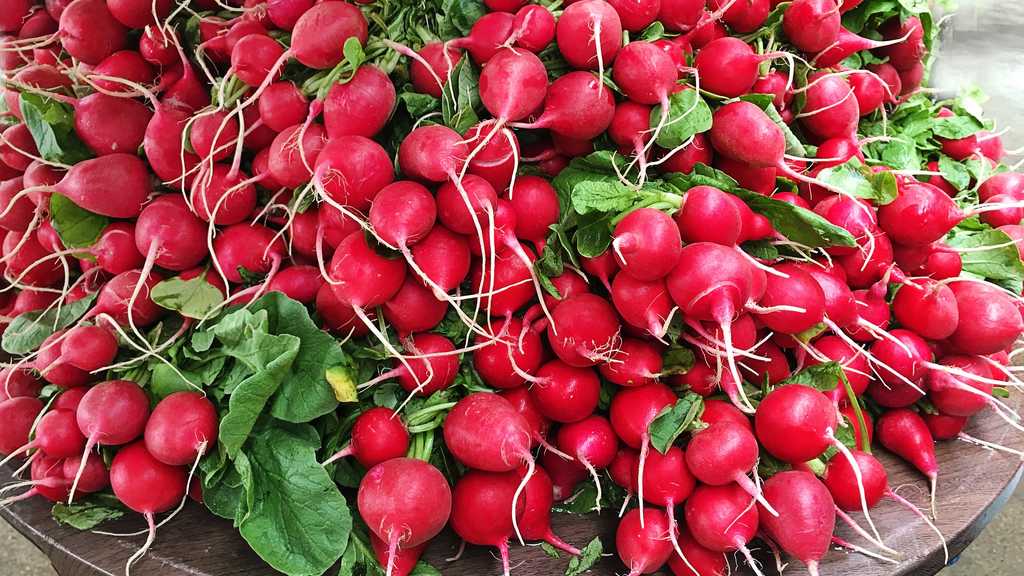 Агротехника редиса: секреты выращивания корнеплода для получения богатого урожая