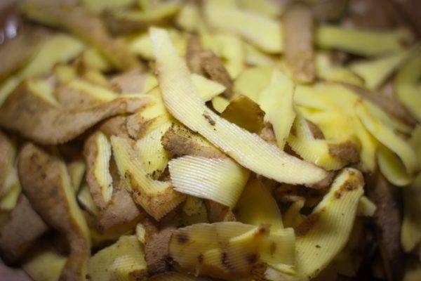 Картофельные очистки для смородины: лучшее удобрение, для чего нужны, как подкормить, видео