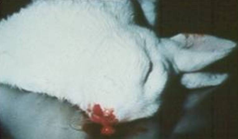 Вирусная геморрагическая болезнь кроликов: фото, симптомы, вакцинация, лечение