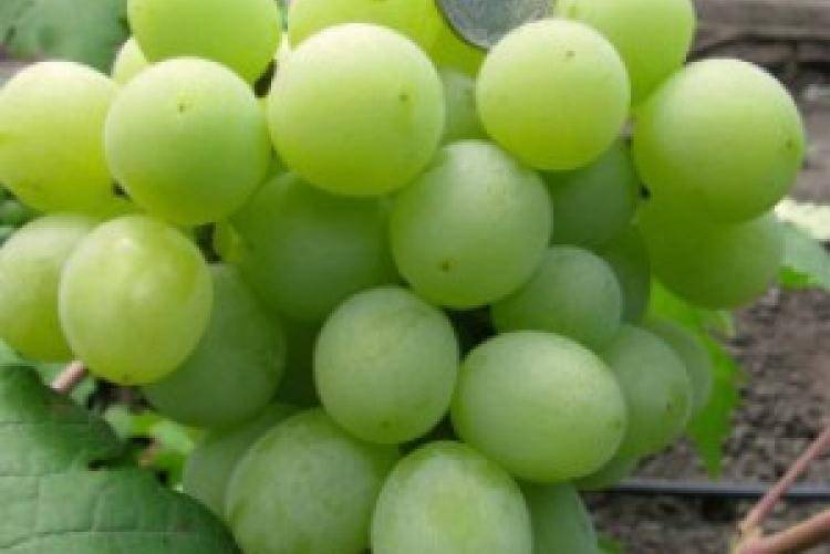 Всё самое важное о сорте винограда «валек»