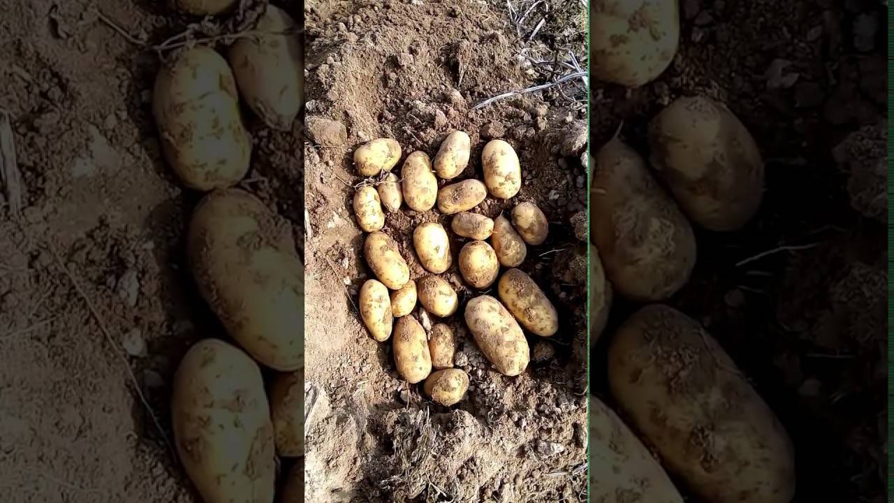 Пользующийся небывалым спросом картофель — вега: описание сорта и отзывы о выращивании
