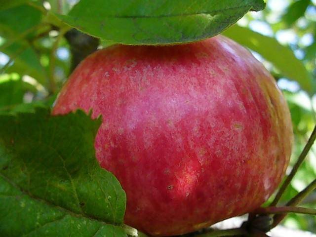 Как вырастить яблоню «медуница»? фото, отзывы