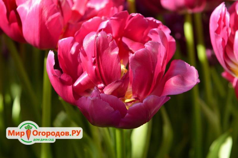 Описание и строение тюльпана