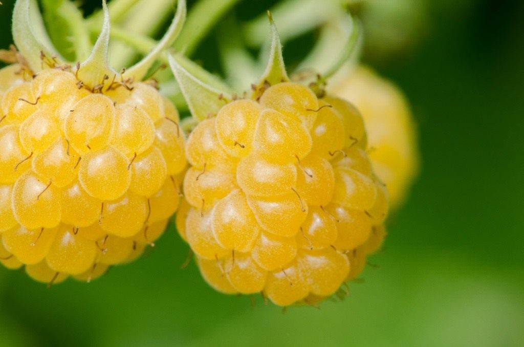 Top-15 сортов желтой малины: описание, отзывы, выбор редакции