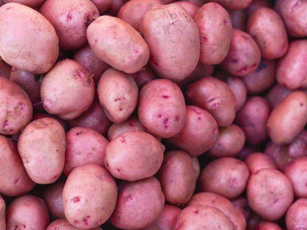 Скороспелый и неприхотливый сорт картофеля «молли»