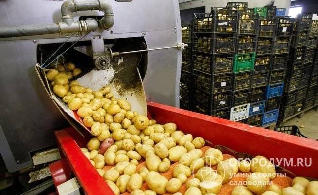 Урожайный и устойчивый к болезням сорт картофеля «королева анна»: характеристики, описание, фото