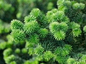 Пихта — лечебные свойства и противопоказания растения