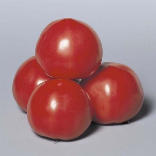 Розовый томат для теплицы пинк парадайз f1: достоинства и недостатки
