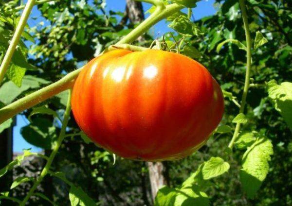 Описание и условия выращивания сорта томата король сибири