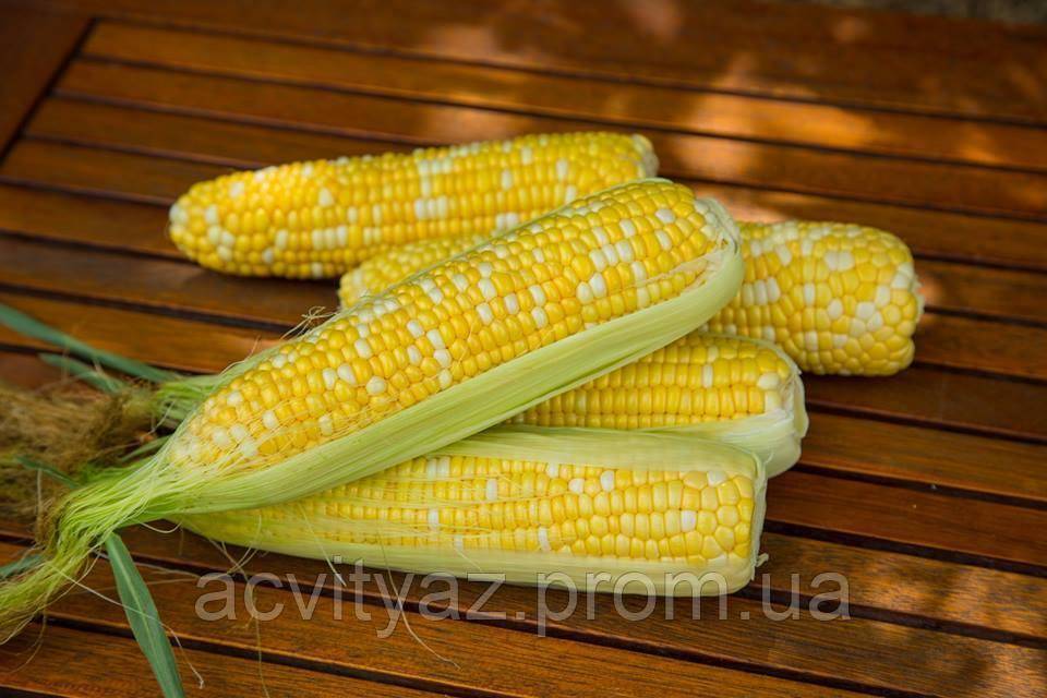 Сорта кукуруза для средней полосы россии