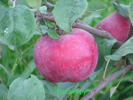 Выращивание и уход за сортом яблони лобо