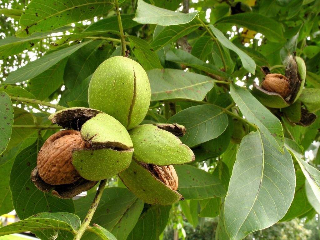 Выращивание грецкого ореха из плода в домашних условиях и дальнейший уход за ним