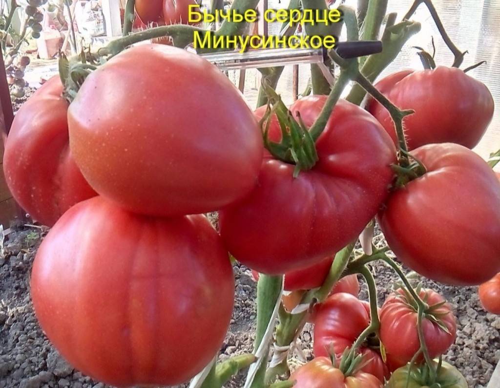 Сорта высокорослых томатов