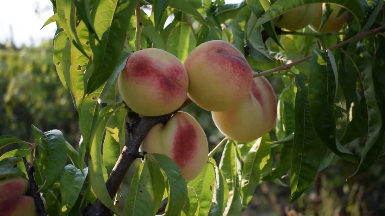 Самые лучшие сорта персиков с фото и описанием