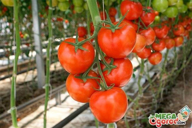 Обзор популярных сортов помидоров для теплиц: фото и характеристики