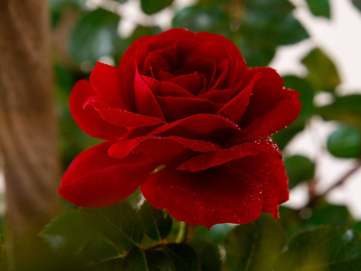 Роза лавиния: описание и фото этого плетистого растения, его отличие от остальных сортов, правила выращивания и размножения, а также основные болезни и вредители