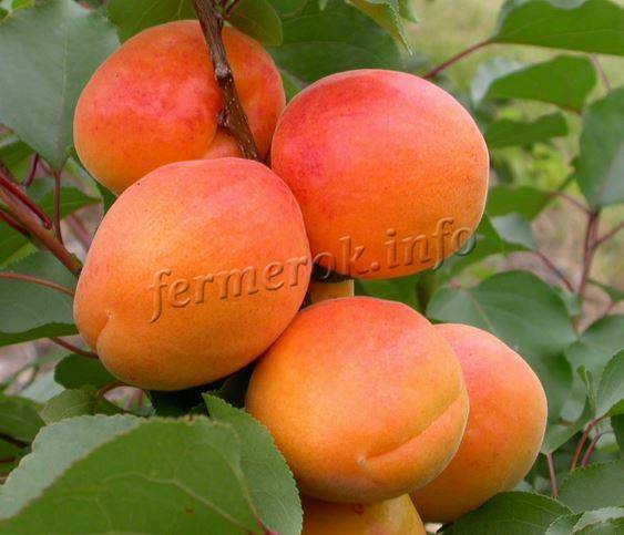 Урожайный сорт абрикос россиянин