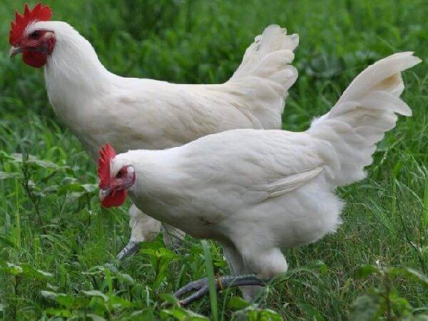 Бресс-гальская порода кур (28 фото): описание и выращивание цыплят, отзывы
