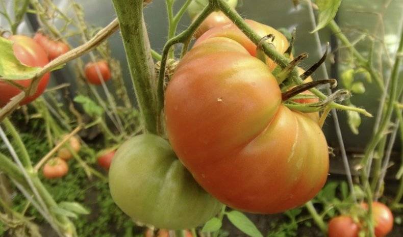 Гигантские плоды обогащенные минералами и витаминами — томат розовый великан: подробное описание сорта