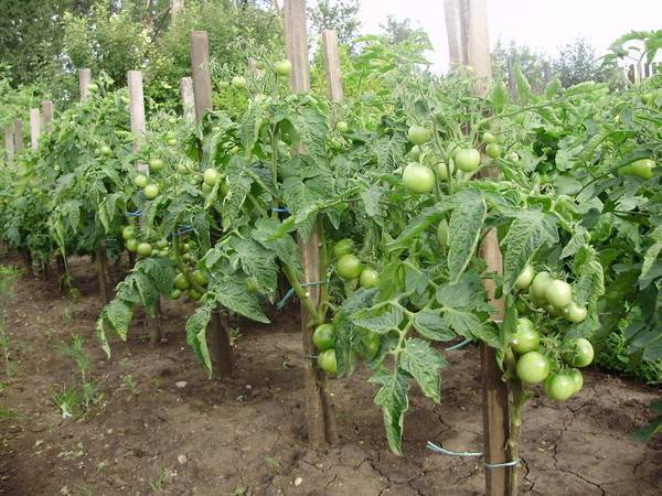 Как остановить рост индетерминантных томатов — формируем куст для обильного урожая