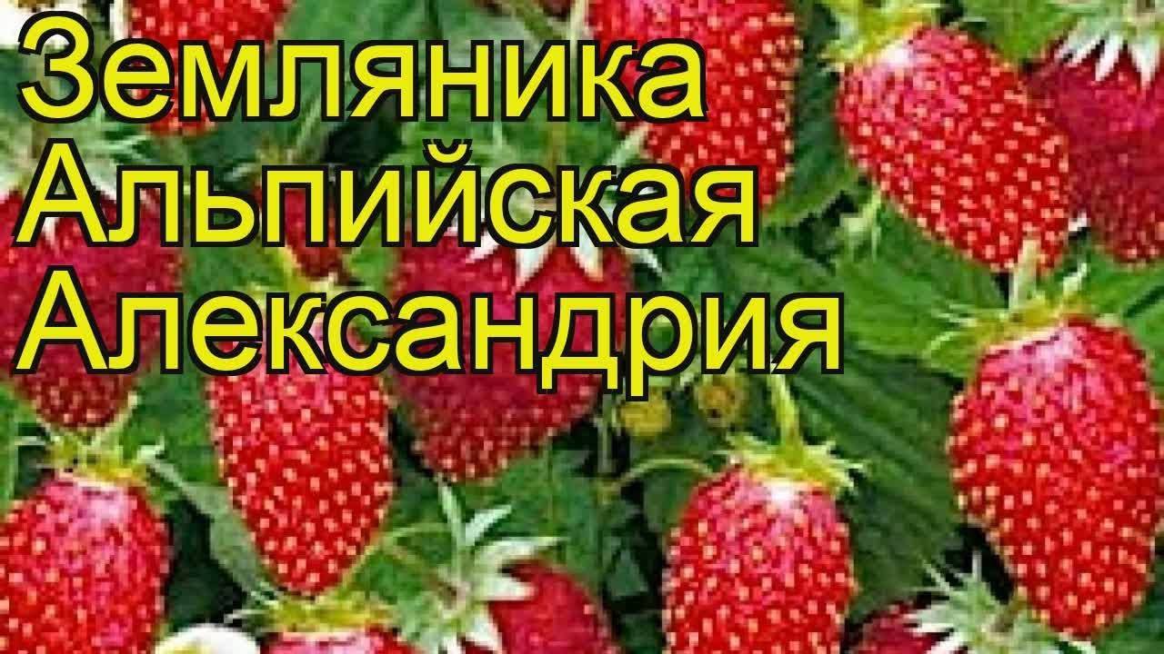 Земляника сашенька описание сорта фото