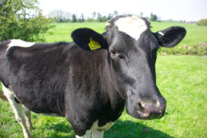 Фасциолез – печеночный гельминтоз коров