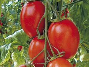Томат трюфель черный: описание сорта помидора с фото