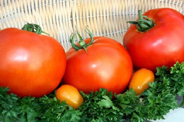 Томаты для красноярского края лучшие сорта. томаты — лучшие сорта для открытого грунта