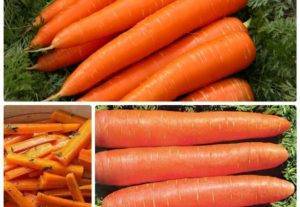 Самые сладкие сорта моркови