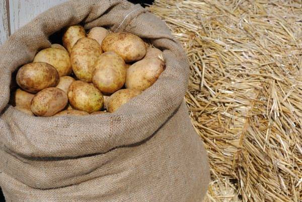 Картофель янка – описание сорта, фото, отзывы