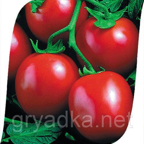 Знакомьтесь с идеальным сортом — томат перфектпил